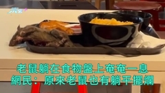 老鼠躺平 | 老鼠躺在食物盤上奄奄一息 網民：原來老鼠也有躺平擺爛