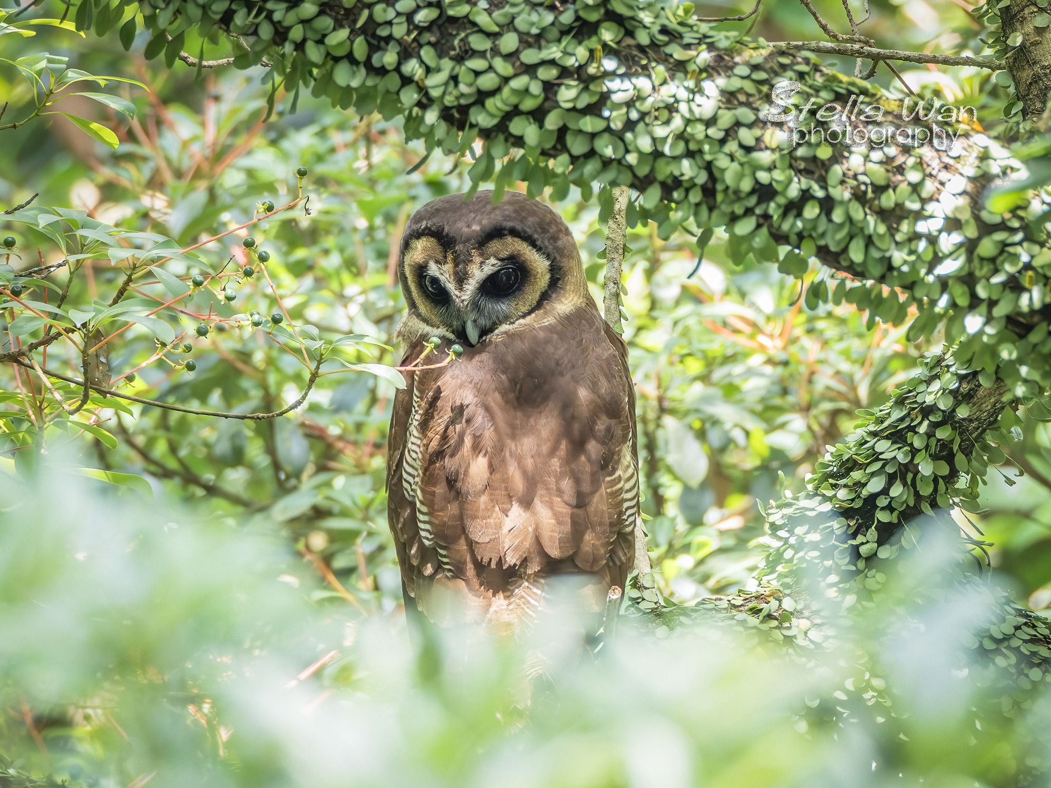 褐林鴞｜嘉道理農場再現珍稀貓頭鷹。(FB@Stella Wan)