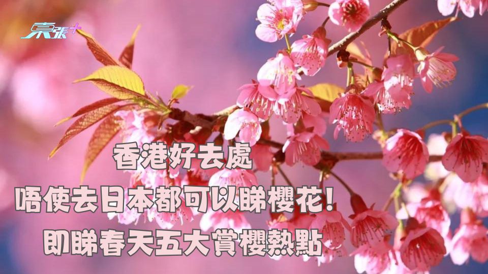 香港好去處︱唔使去日本都可以睇櫻花！即睇春天五大賞櫻熱點