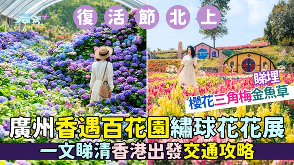 復活節北上｜廣州香遇百花園繡球花花展 🌸  睇埋櫻花三角梅金魚草✨/一文睇清香港出發交通攻略🚌 