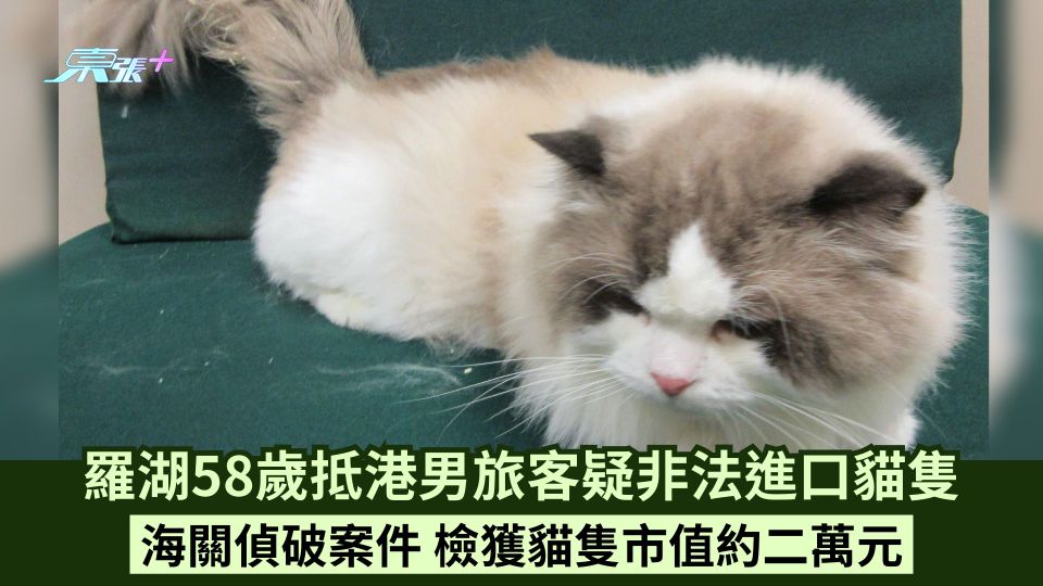 羅湖58歲抵港男旅客疑非法進口貓隻 海關偵破案件 檢獲貓隻市值約二萬元