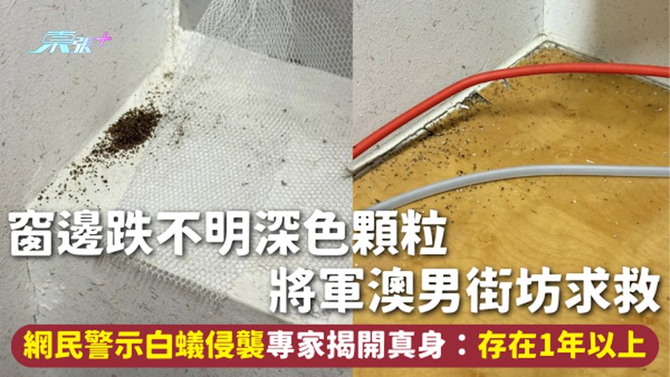 白蟻入屋 | 窗邊跌不明深色顆粒 將軍澳男街坊求救 網民警示白蟻侵襲專家揭開真身：存在1年以上