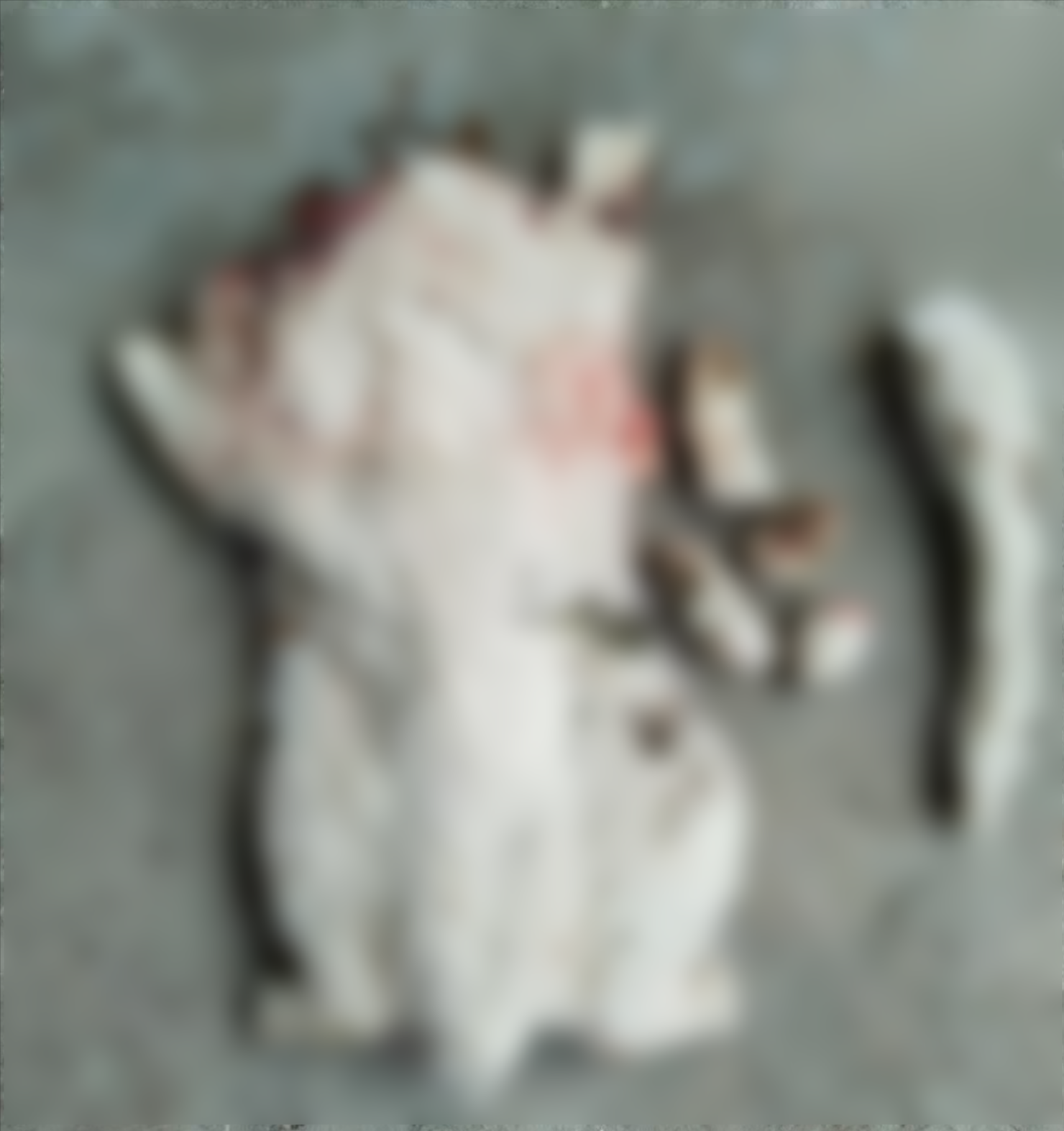 內地多個貓義工及動物救援微信群組突遭不明人士湧入，他們發送大量涉及虐打、焚燒、肢解，甚至性侵貓隻的影片、照片。（網上圖片）