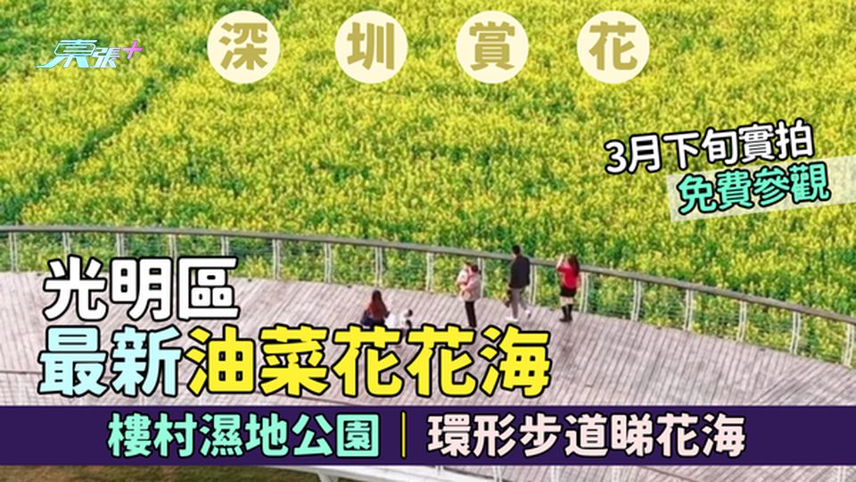 光明區｜深圳最新油菜花花海🌼樓村濕地公園🌻｜環形步道睇花海｜3月下旬實拍📸