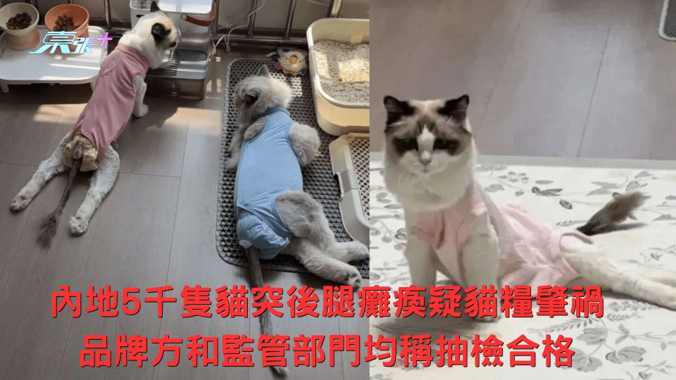 內地5千隻貓突後腿癱瘓疑貓糧肇禍 品牌方和監管部門均稱抽檢合格 