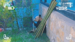 北京動物園公布大熊貓丫丫最新生活片段 不時走動精神不錯