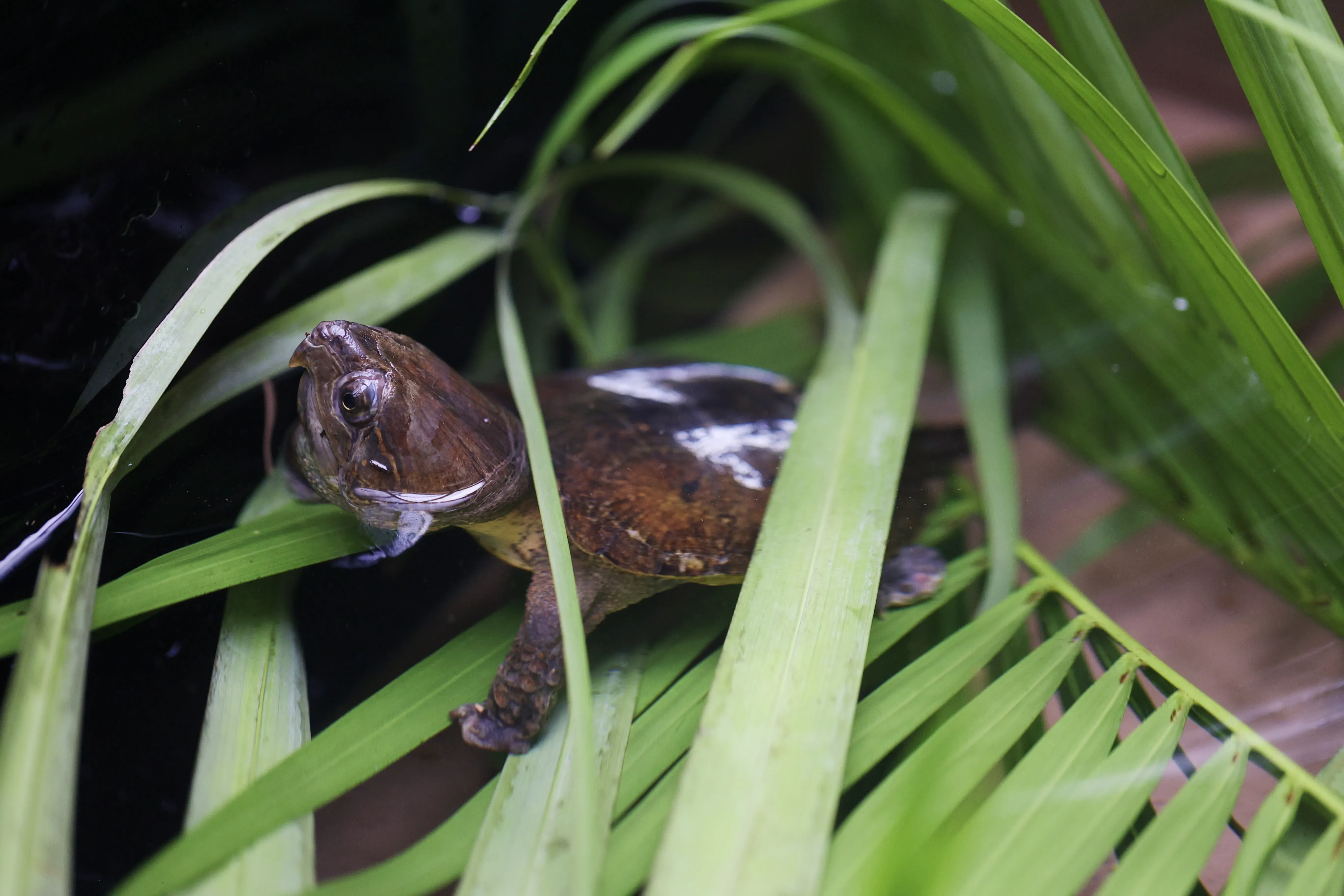 港產「極危」大頭龜
