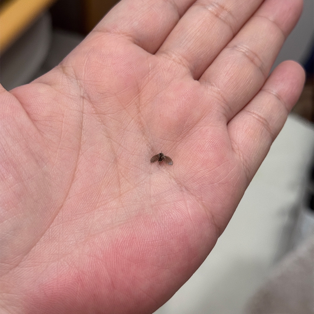 蛾蚋如何消滅？駐樂寶使用方式懶人包，馬桶、排水孔投2包，清除蛾蚋幼蟲超有效，團購開跑～ | 愛莉森跳耀人生有驚喜|