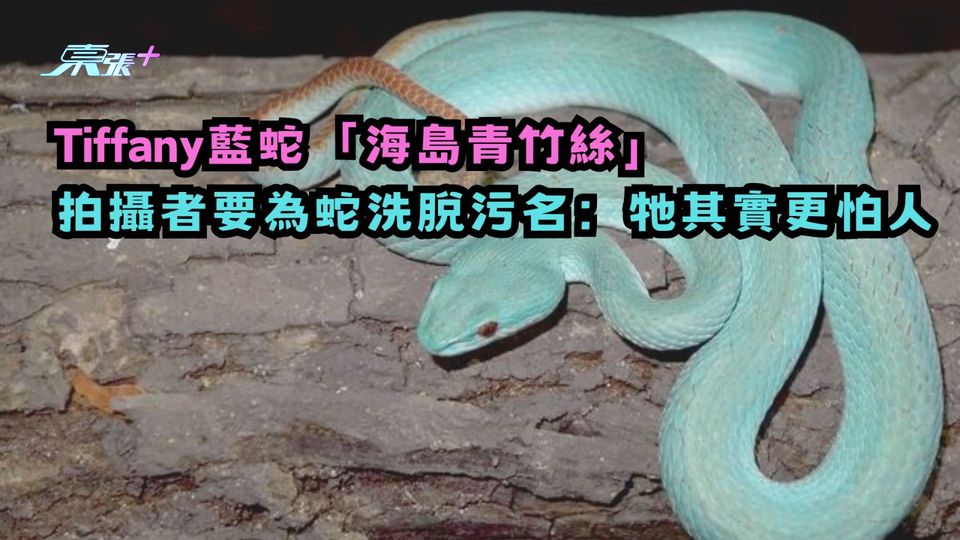 Tiffany藍蛇「海島青竹絲」 拍攝者要為蛇洗脫污名：牠其實更怕人