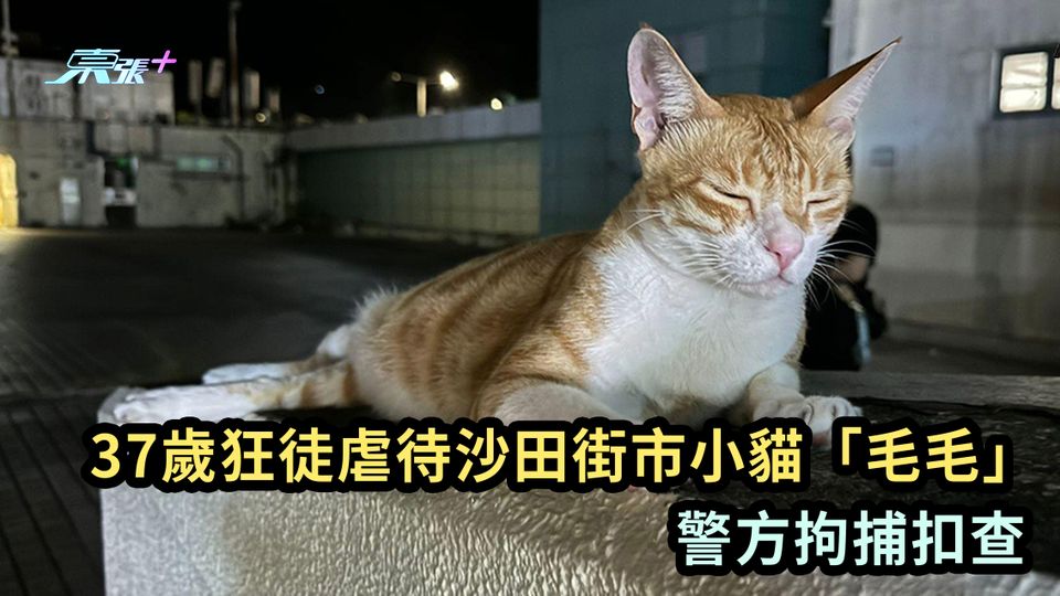 卑鄙至極｜37歲狂徒虐待沙田街市小貓「毛毛」 警方拘捕扣查 