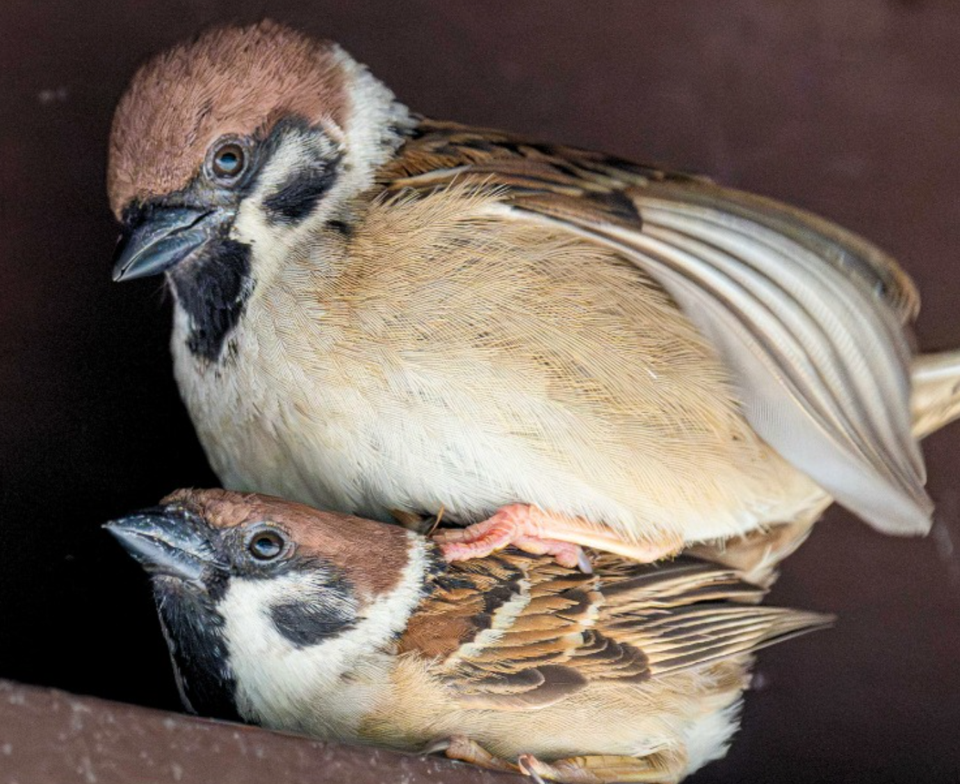 元朗不只肉餅飯稱霸　麻雀聚居數冠全港　觀鳥會：香港有約22萬隻麻雀