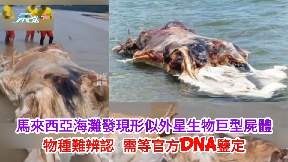 有片｜馬來西亞海灘發現形似外星生物巨型屍體 物種難辨認 需等DNA鑒定