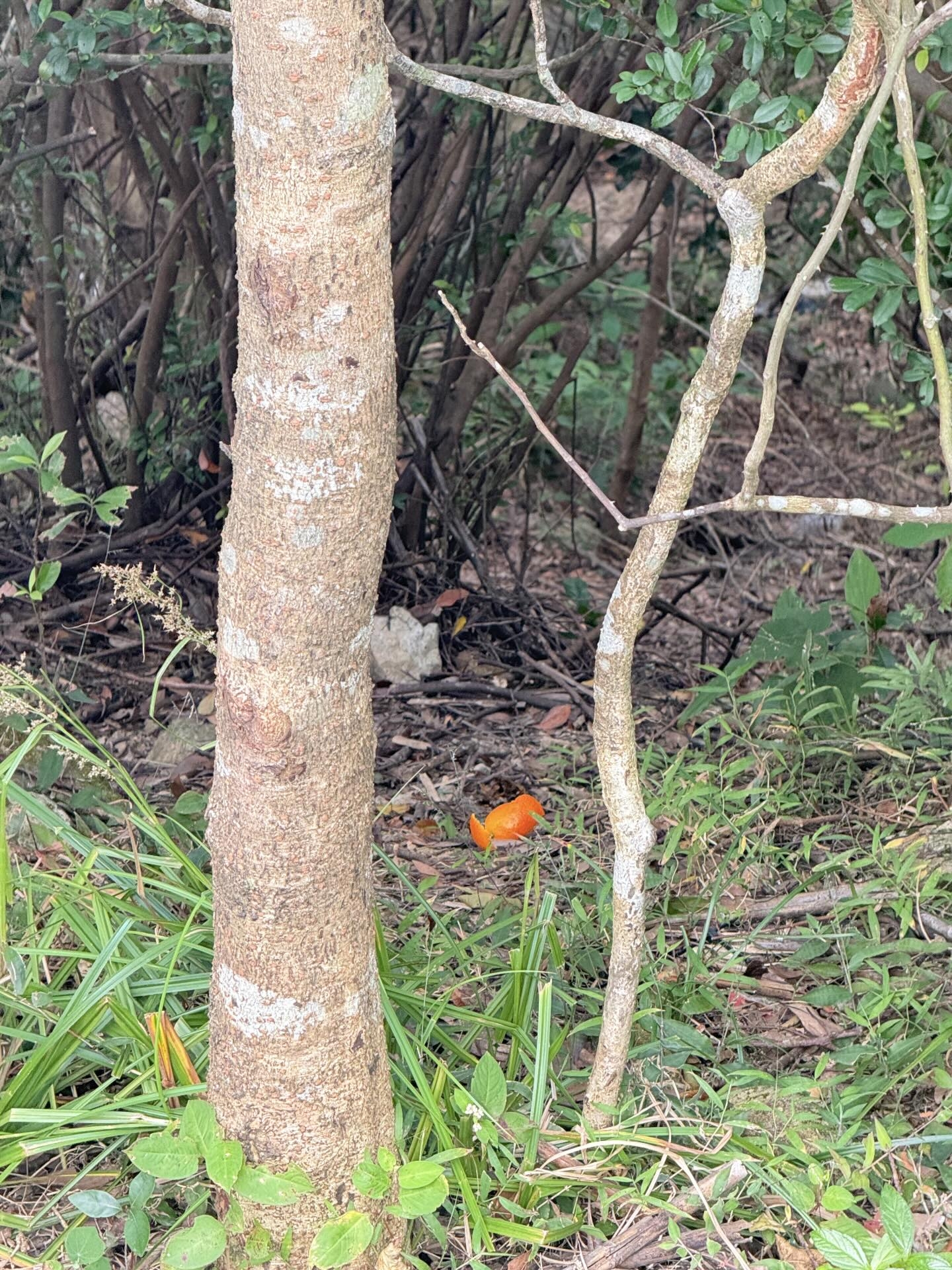 有環境教育工作者在社交平台撰文指出，果皮雖可自然分解，但未經處理的生果皮可能含農藥殘留，亦會改變土壤酸鹼度，對原生植物造成壓力，並促進害蟲滋生，破壞生態平衡。