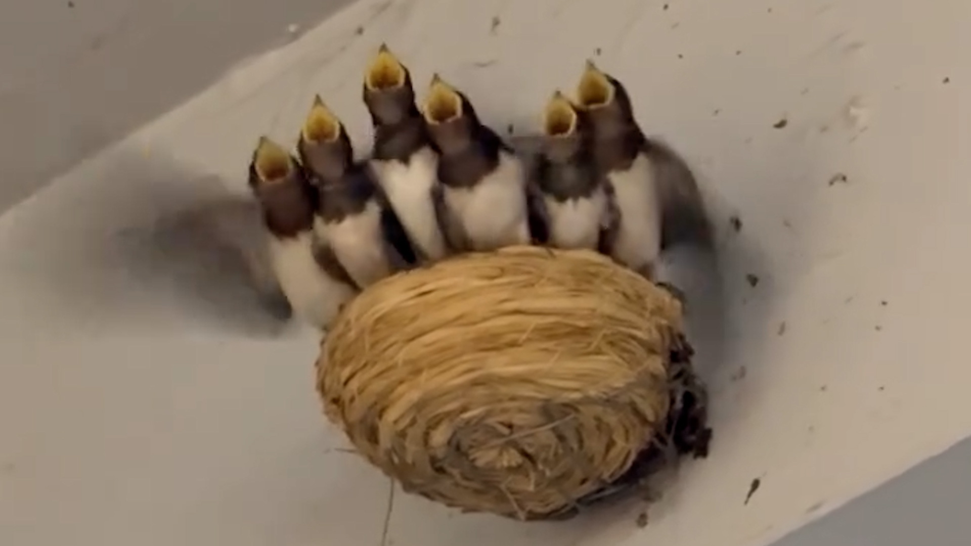 有熱心街坊拍下燕子一家六口擠在人工巢內的照片，吸引大批居民圍觀拍照，成為沙田區一幅溫馨景象。