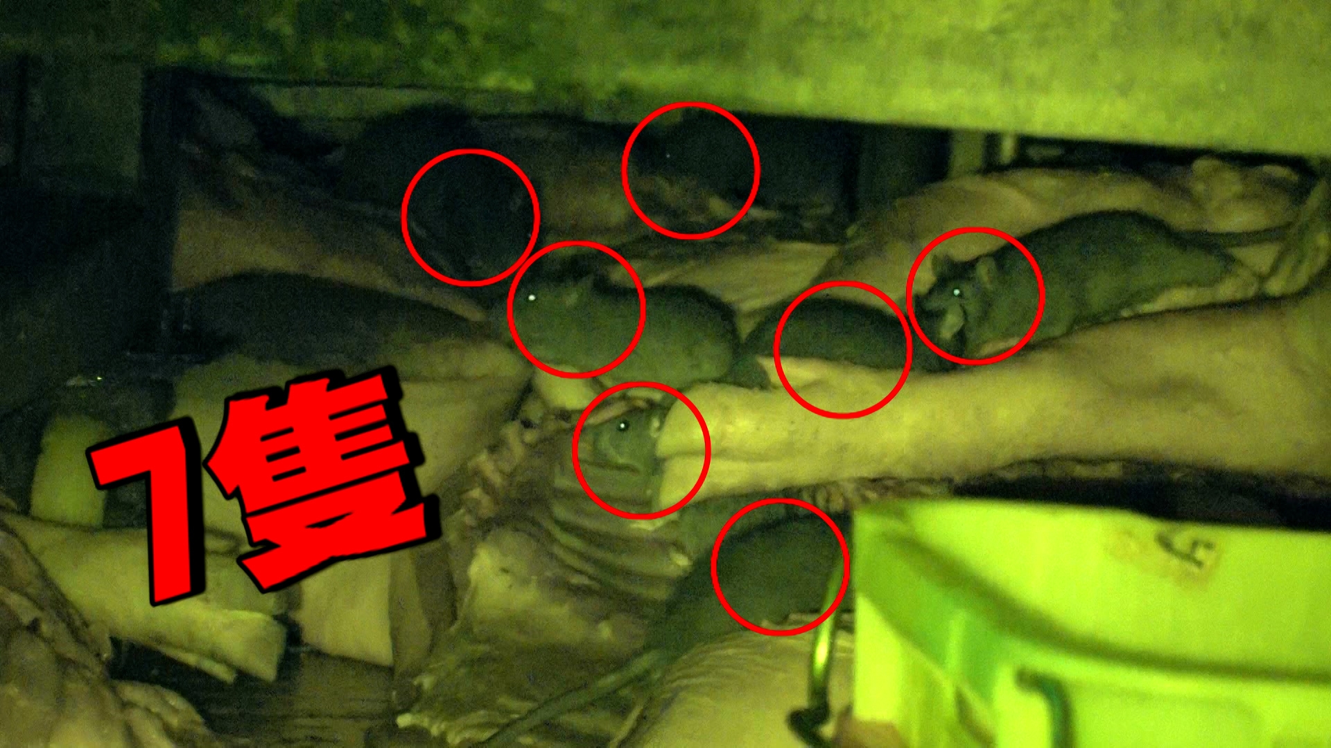 以近鏡再看清楚，可見整群老鼠已經在豬肉上爬來爬去，不斷吃，不斷咬。在一個這麼細小的範圍，已經數到有七隻老鼠，正吃得津津有味。