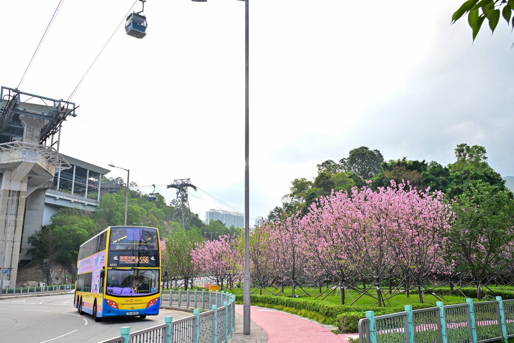 東涌櫻花園2025
