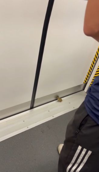 港鐵屯馬線驚現青蛙坐車仲識落車　網民：真係旅行青蛙