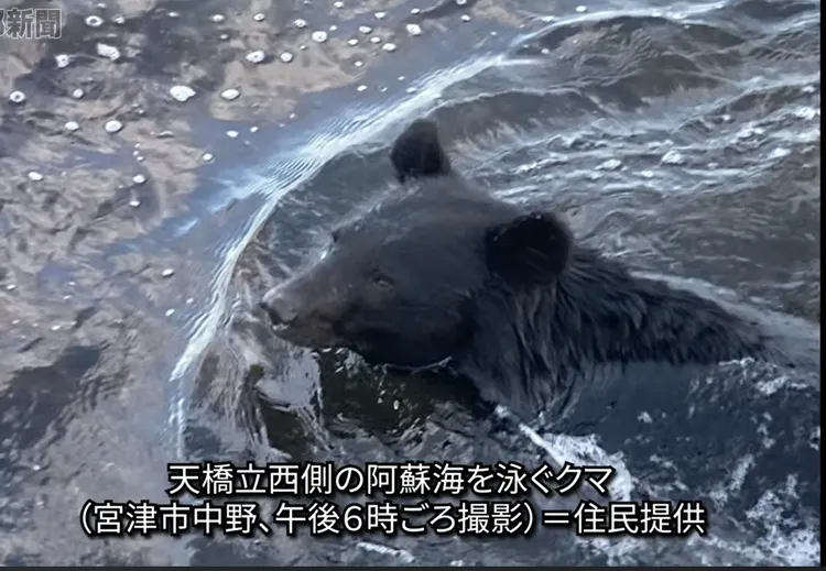 京都天橋立熊暴走！黑熊「下海游泳」直闖住宅區｜壹蘋新聞網