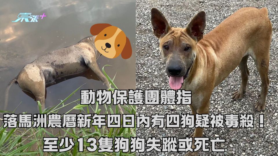 動物保護團體指落馬洲農曆年四日內有四狗疑被毒殺！至少13隻狗狗失蹤或死亡