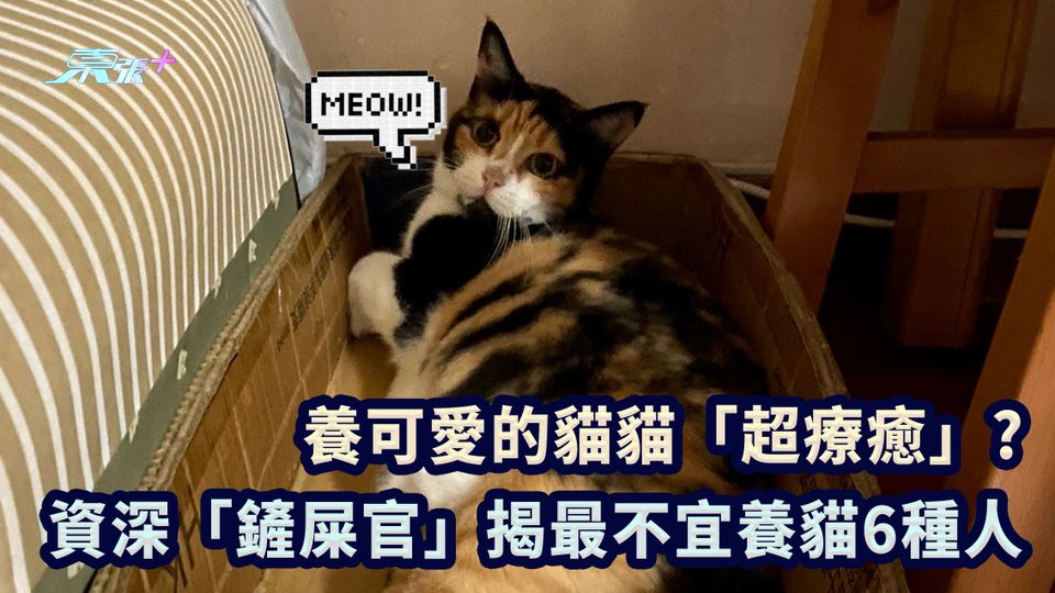 養可愛的貓貓「超療癒」? 資深「鏟屎官」揭最不宜養貓6種人