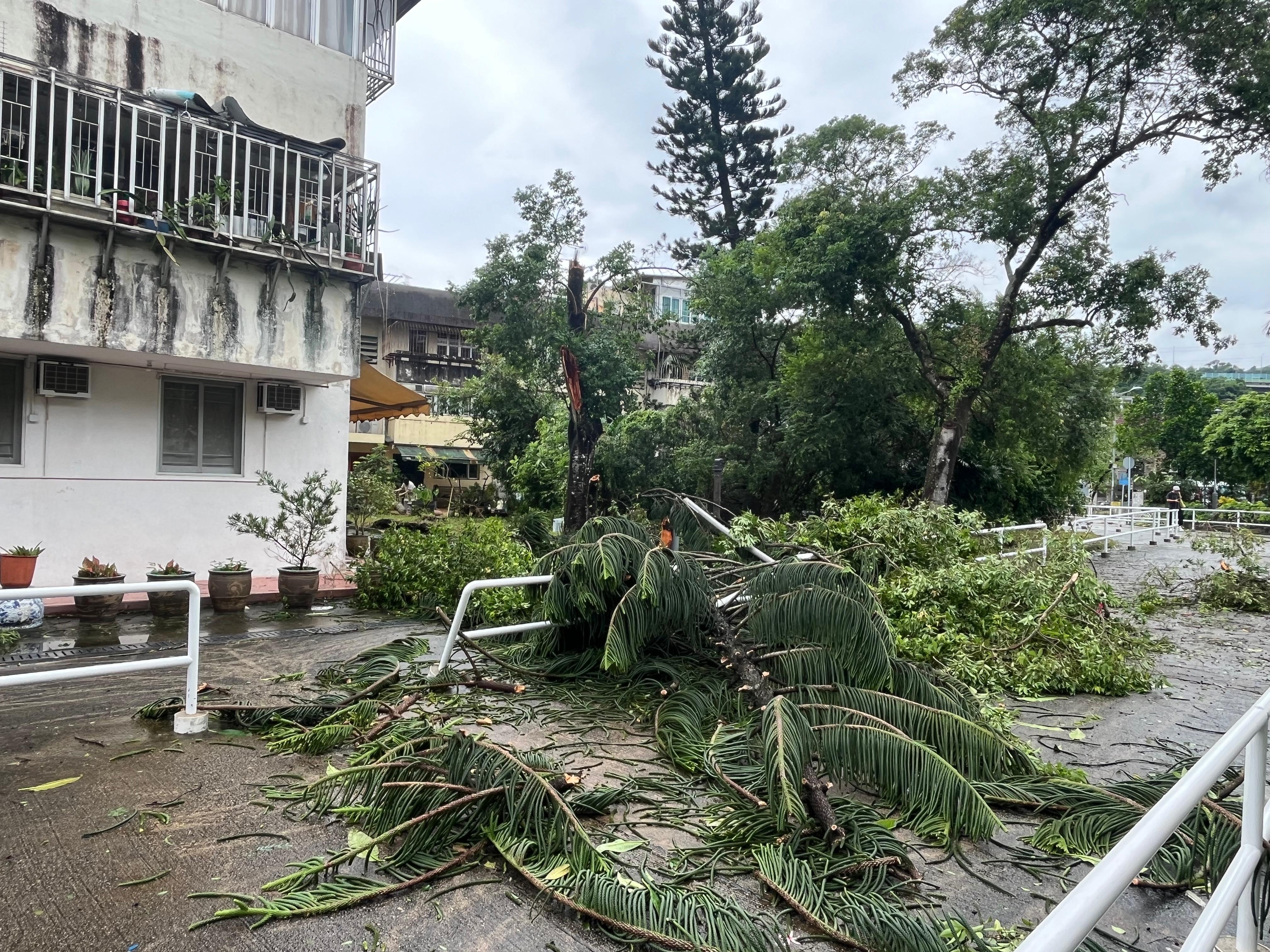 東張西望報料｜大埔錦山村20米老樹不敵強風倒塌　燈柱當場被壓毀　街坊憂同區巨樹成隱患