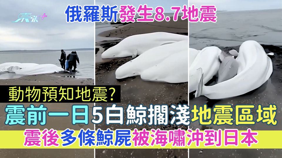 動物預知地震？俄羅斯7.30發生8.7地震震前一日5白鯨擱淺堪察加半島/震後多條鯨屍被海嘯沖到日本