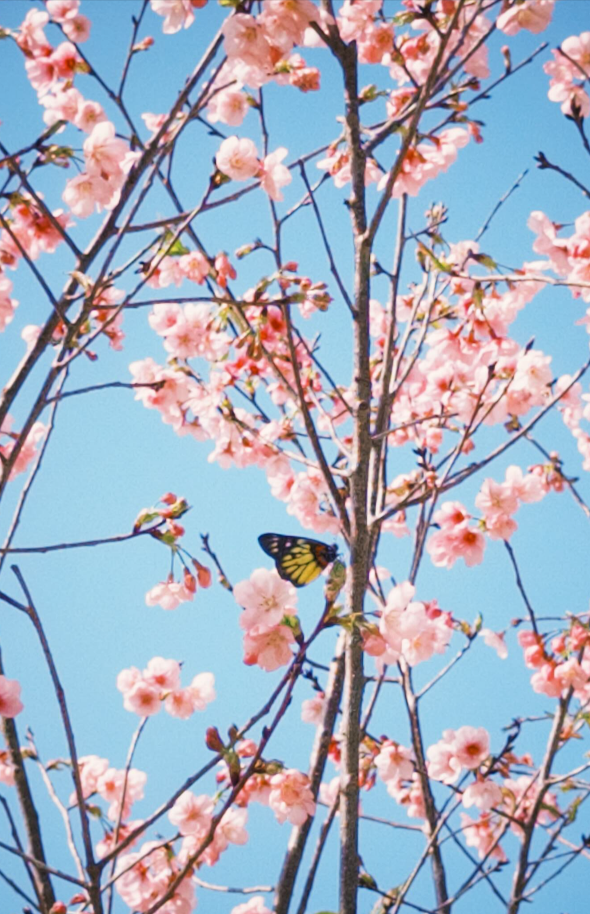 香港「櫻花季」提早來臨　隱世地點引過百市民專程拍攝 (Threads@thehkcouple)