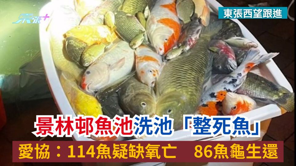 東張西望跟進｜景林邨魚池「整死魚」　愛協：114魚疑缺氧亡　86魚龜生還