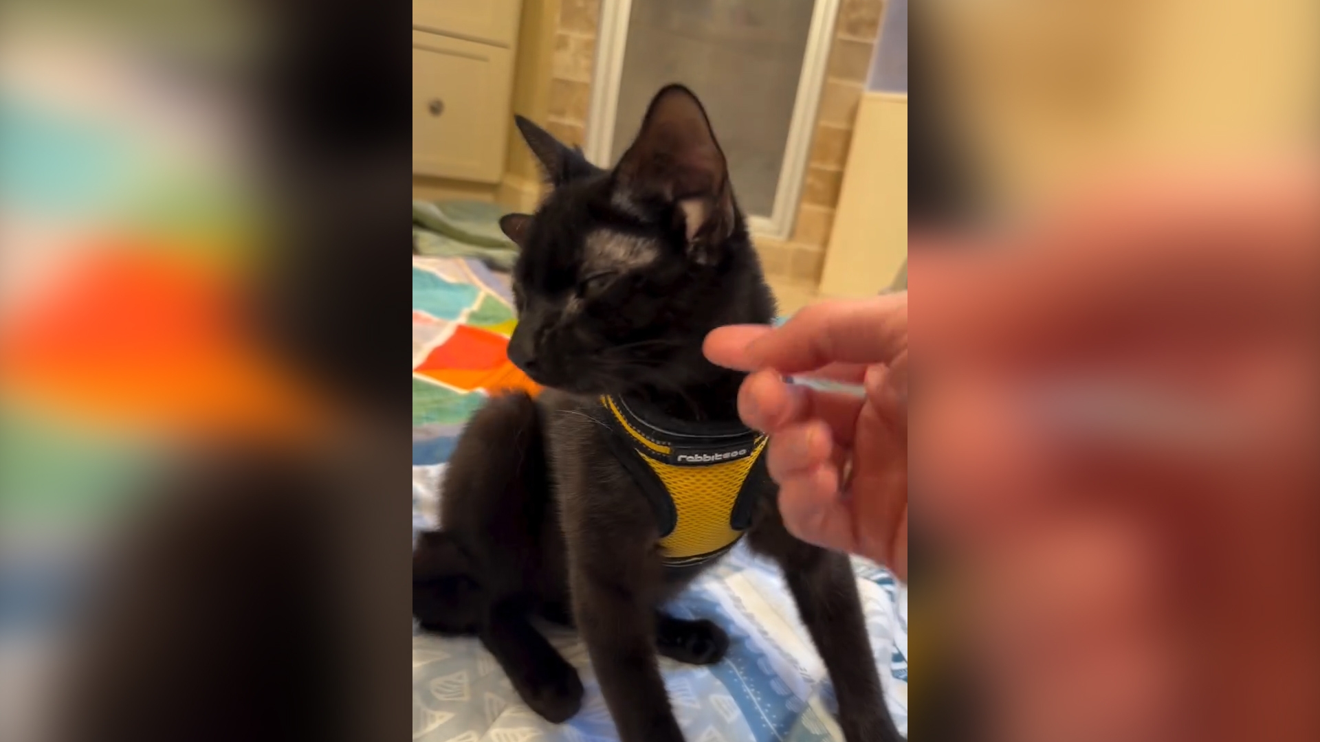 美國可愛「四耳」小黑貓影片爆紅全球　網友爭住領養：小蝙蝠翅膀好得意