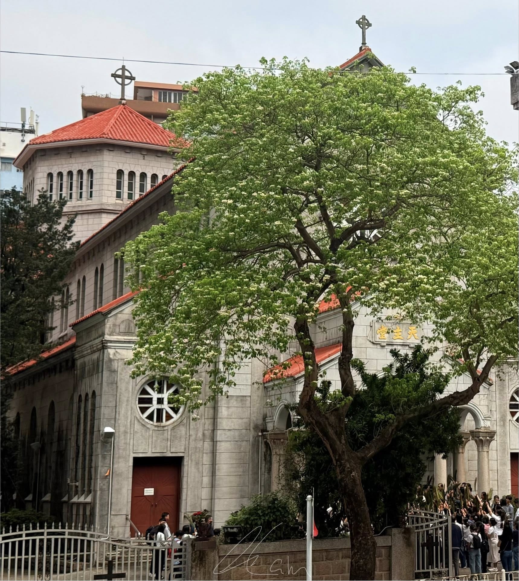 可能是樹的圖像