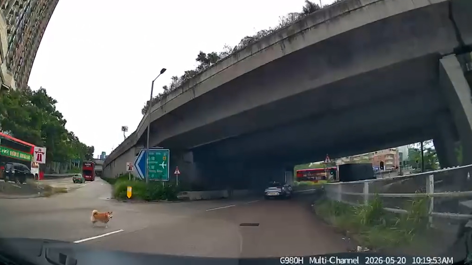 車Cam直擊｜好人好事！元朗柴犬誤闖迴旋處險被撞　司機落車徒手捉狗救命 （FB@車cam L（香港群組））