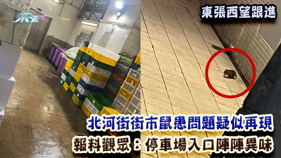 東張西望跟進｜北河街街市鼠患問題疑似再現 報料觀眾：停車場入口陣陣異味