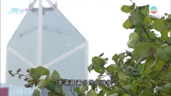 天文台考慮下午三時四十分或以前發出強烈季候風信號取代三號強風信號