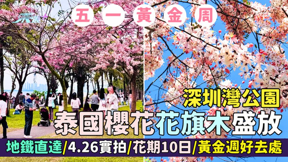 深圳灣公園泰國櫻花花旗木盛放🌸 地鐵直達🚇/4.26實拍📸/花期10日⏳/五一黃金週好去處🎉