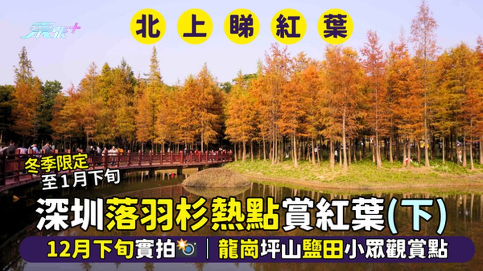 深圳落羽杉🍂熱點賞紅葉（下）12月下旬實拍📸｜龍崗坪山鹽田小眾觀賞點
