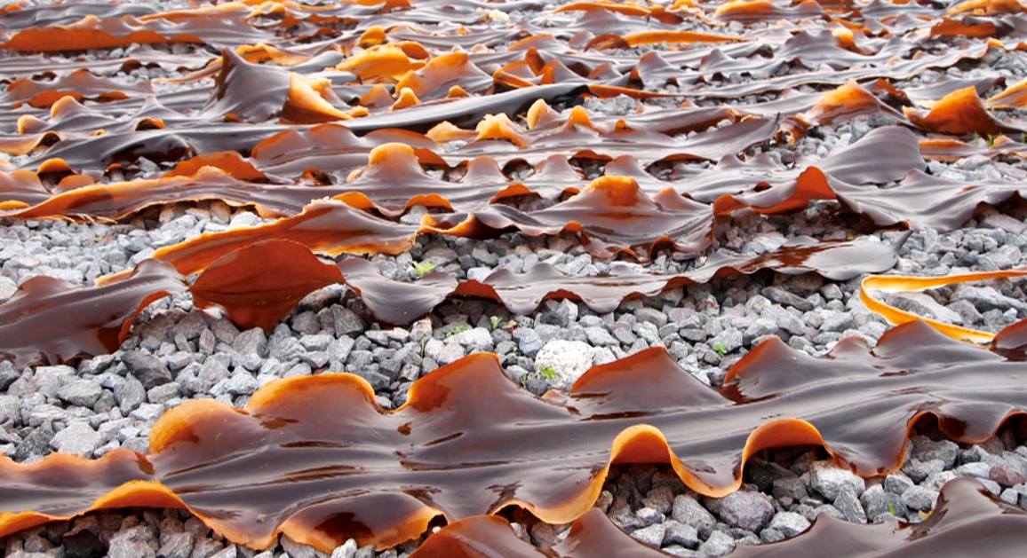 其中，出產於北海道北端的「利尻昆布」，因生長環境水溫極低，昆布會分泌更多黏性精華自我保護，自日本江戶時代起已被視為皇室貢品。