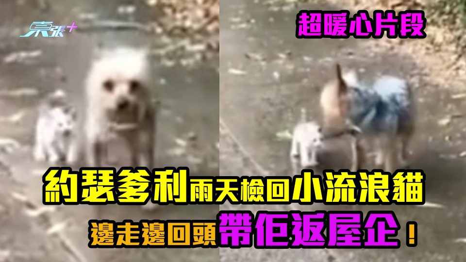 超暖心片段｜約瑟爹利雨天檢回小流浪貓　邊走邊回頭帶佢返屋企！
