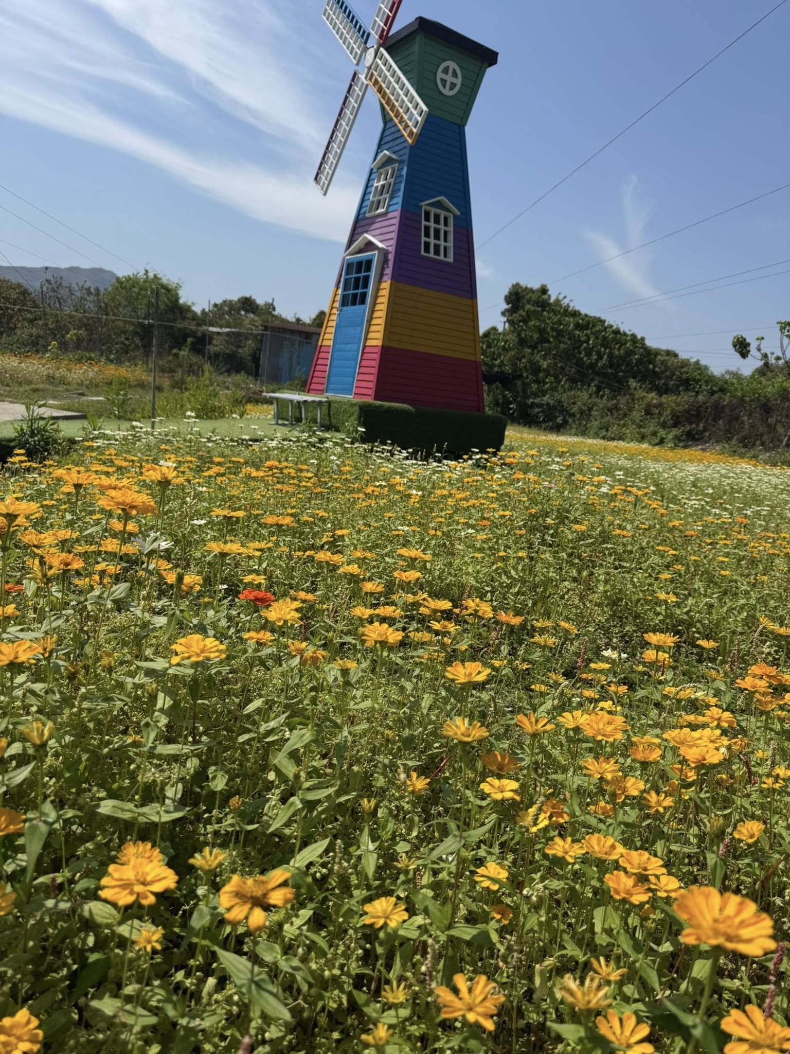 May be an image of African daisy and windmill