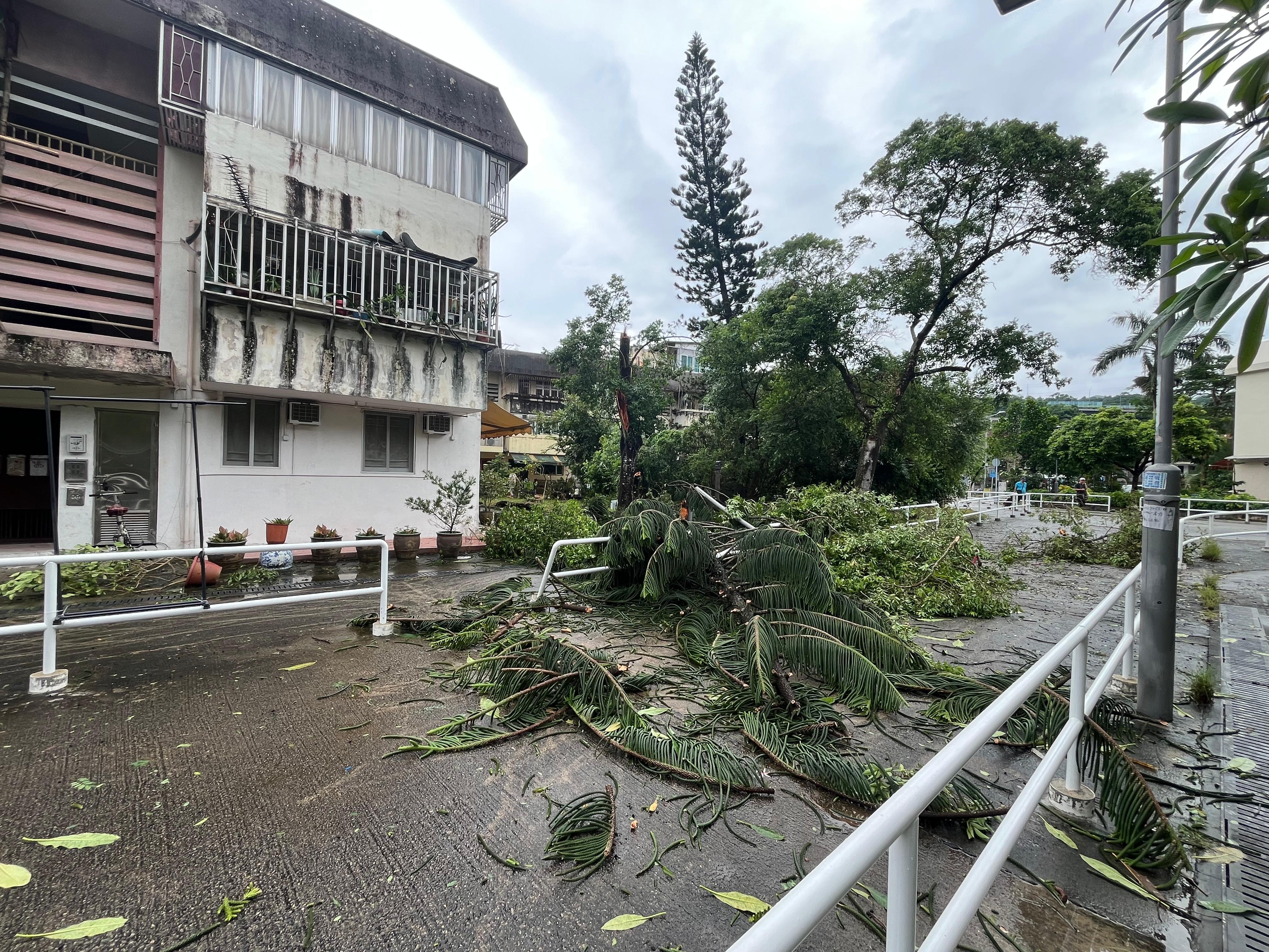東張西望報料｜大埔錦山村20米老樹不敵強風倒塌　燈柱當場被壓毀　街坊憂同區巨樹成隱患
