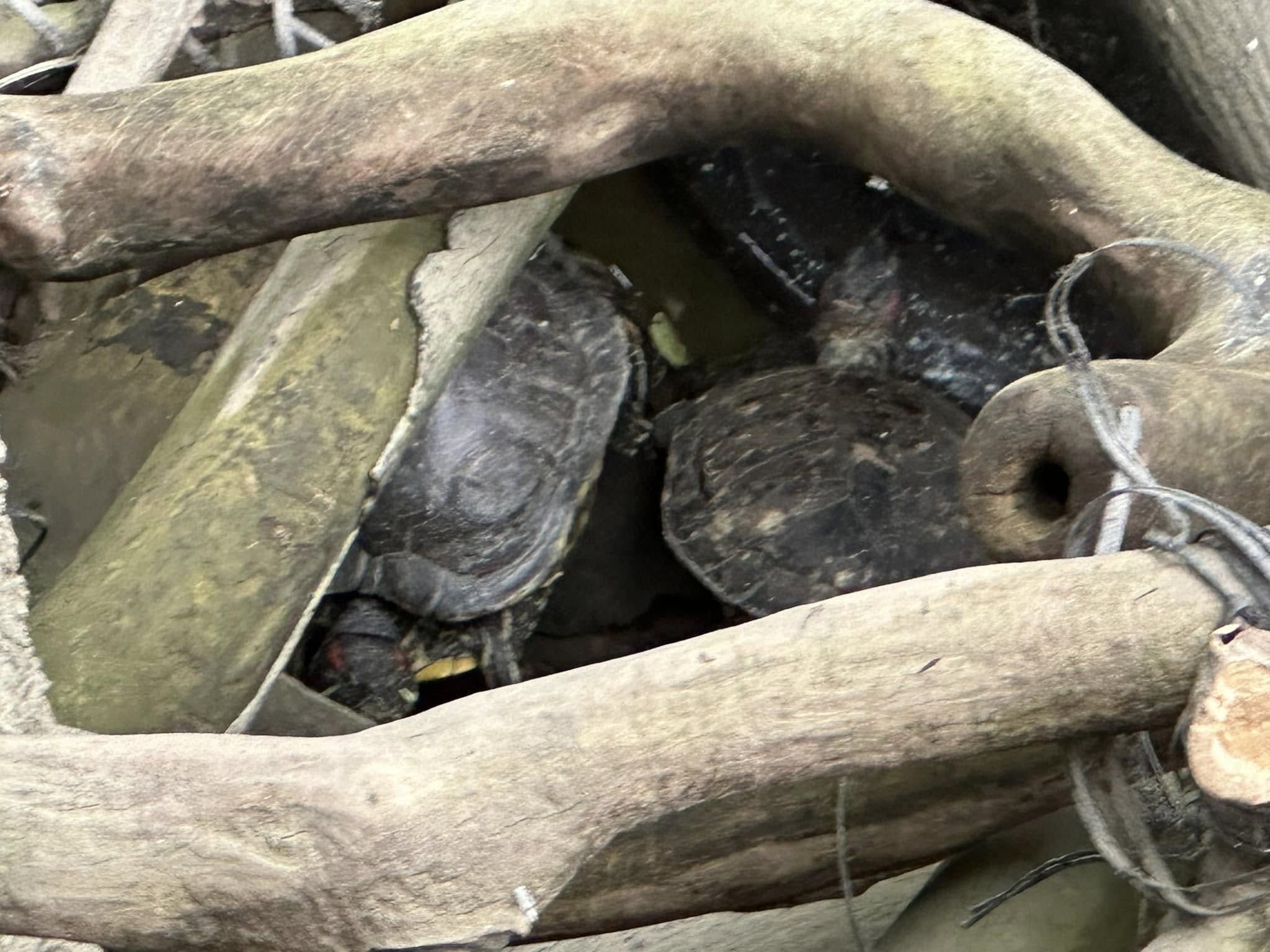 九龍公園水池大清洗「疑抽乾水」，康文署證3條魚缺水慘死。（龜途Facebook）