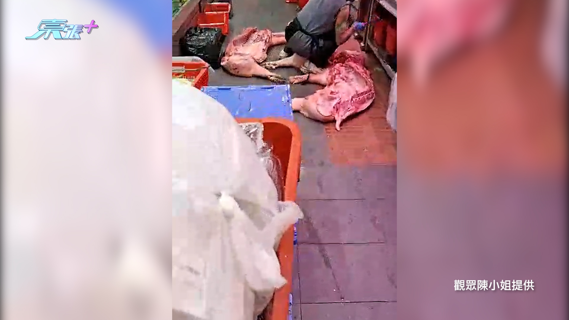 東張西望報料｜元朗肉食店疑地上劏豬　生肉直接放地處理　街坊震驚報東張揭發 （觀眾陳小姐報料）