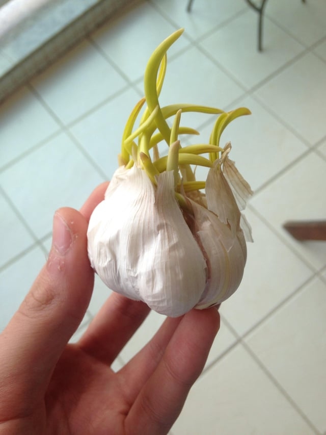r/mildlyinteresting - 我冰箱裡的蒜發芽了