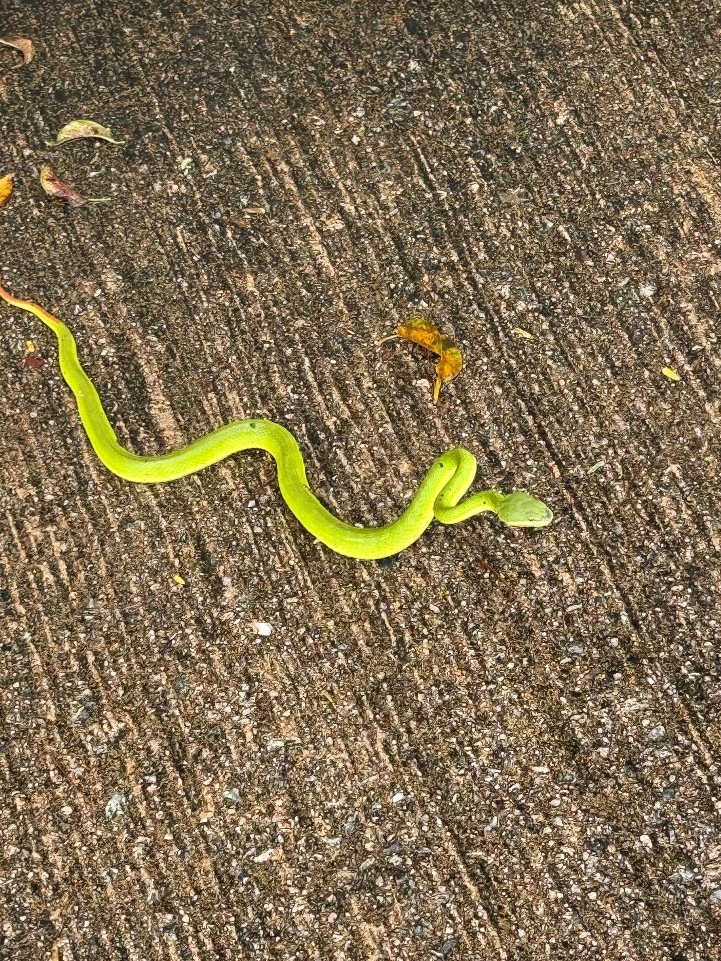 藍田發現青竹蛇出沒　片主形容蛇想「攻擊自保」　網民不解：仲走埋去