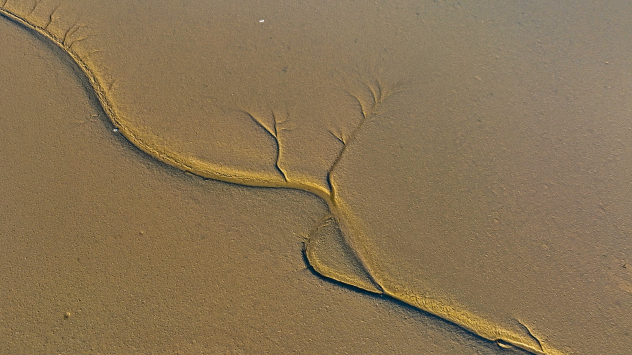 潮汐樹形狀各異，宛如一幅幅妙筆丹青。網上圖片