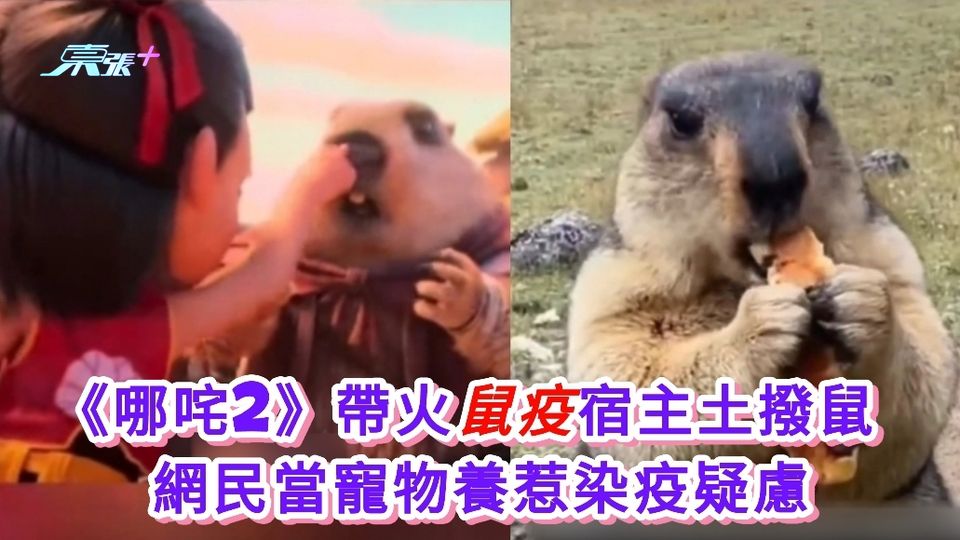 有片|《哪咤2》帶火鼠疫宿主土撥鼠  網民當寵物養惹染疫疑慮