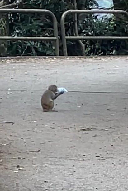 港人城門水塘行山遇馬騮搶食，結果中伏搶錯狗屎當場「灰爆」。