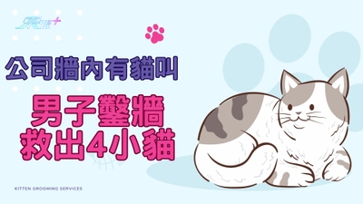 有片｜公司牆內有貓叫 男子鑿牆救出4小貓 拍攝者：貓媽媽可能是從棚頂爬進去生的