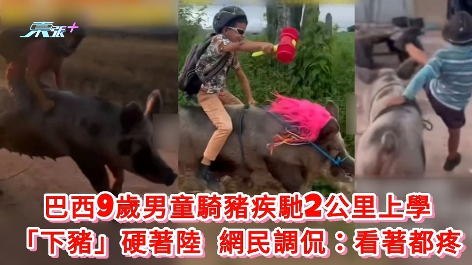 有片丨巴西9歲男童騎豬疾馳2公里上學 「下豬」硬著陸 網民侃：看著都疼