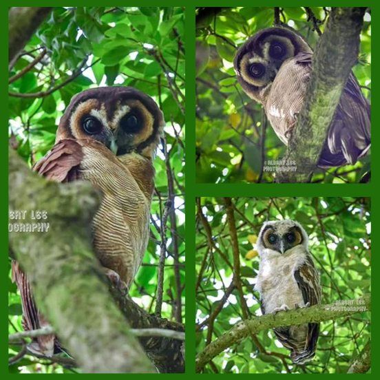 褐林鴞｜嘉道理農場再現珍稀貓頭鷹