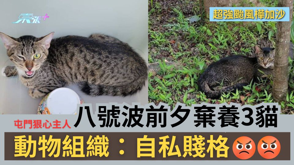 颱風樺加沙｜屯門狠心主人八號波前夕「棄養3貓」　動物組織：自私賤格